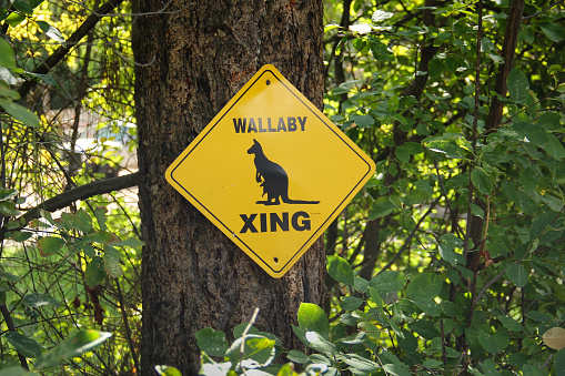 a funny wallaby kangaroo Xing sign mounted on a tree with surrounding greenery