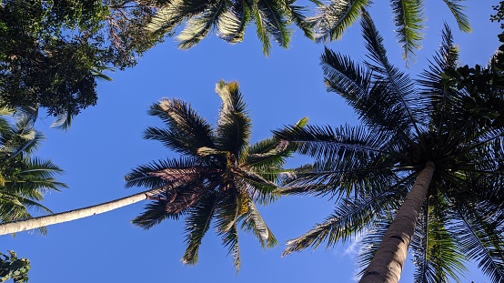 the beauty of coconut trees against a blue sky background