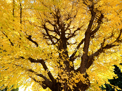 ginkgo tree with yellow leaves
