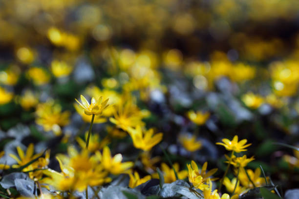 Macro of a small yellow flower. Plants in the garden.