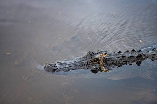 This is a photograph from a high angle view of an alligator with a dirty banana peel on it’s head in the Orlando Wetlands in Orange County Florida.