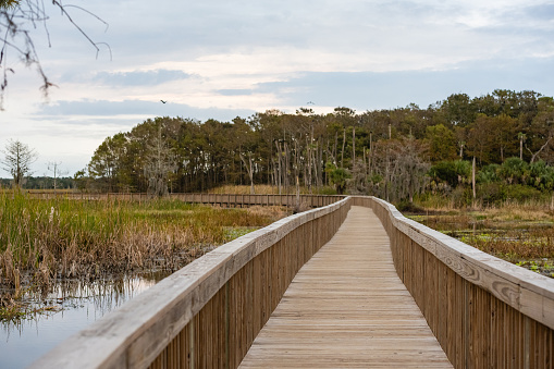This is a photograph of the wooden pedestrian boardwalk above the water at the Orlando Wetlands in Florida on an overcast winter day.