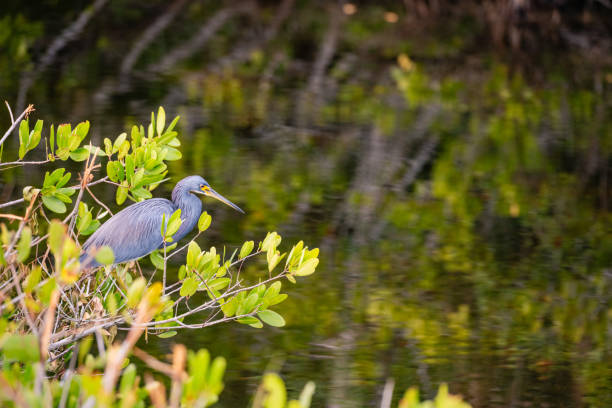 This is a photograph of a Great Blue Heron perched on a mangrove tree looking for fish in the water in Merritt Island, Florida on a cloudy winter day.