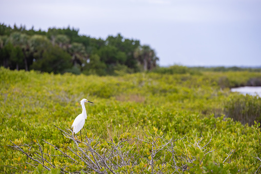 This is a photograph of a Snowy Egret perched on a mangrove tree in Black Point Drive Merritt Island, Florida on a cloudy winter day.