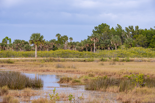 This is a landscape photograph of the wetland landscape in Black Point Drive  Merritt Island, Florida on a cloudy winter day.