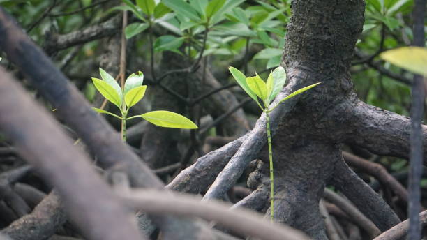 istock The seeds of mangrove plants between the roots. 1891146548