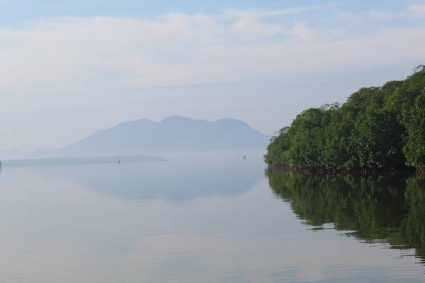 istock A very green and dense mangrove forest, located by the river with a blue sky background 1891147060