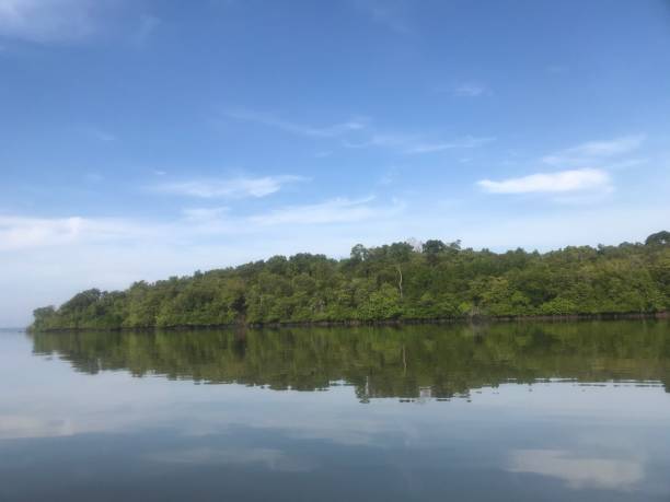 istock A very green and dense mangrove forest, located by the river with a blue sky background 1891147563