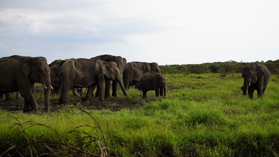 a group of elephants in a meadow at a wildlife sanctuary in Sumatra