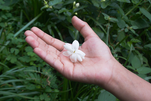 Small white flowers of gardenia augusta on the palm of the hand