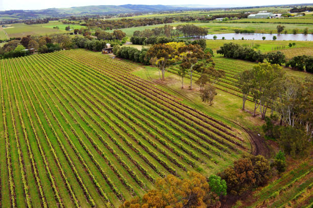 istock McLaren Vale Vineyards 1891201785