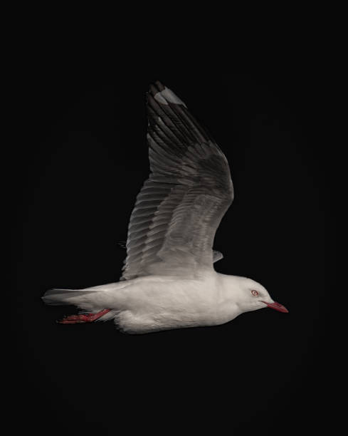 istock Black background red billed gull in flight 1891201786