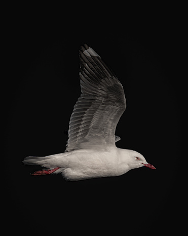 Black background red billed gull in flight