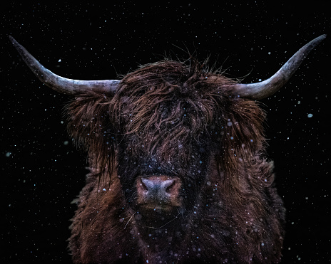 Black background highland cow in the snow close up shot