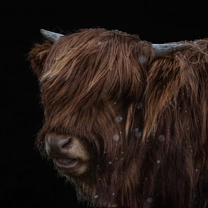 Black background highland calf in the snow close up shot