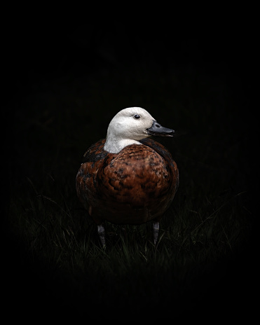 Tranquil waters: A Muscovy duck at dusk