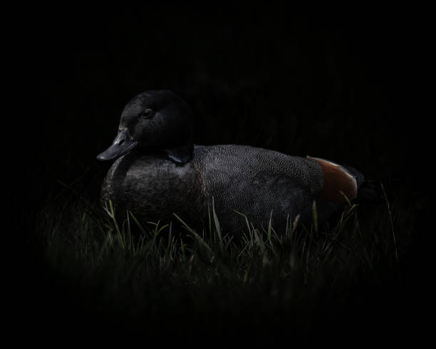 istock Black background paradise shelduck male close up shot 1891202843