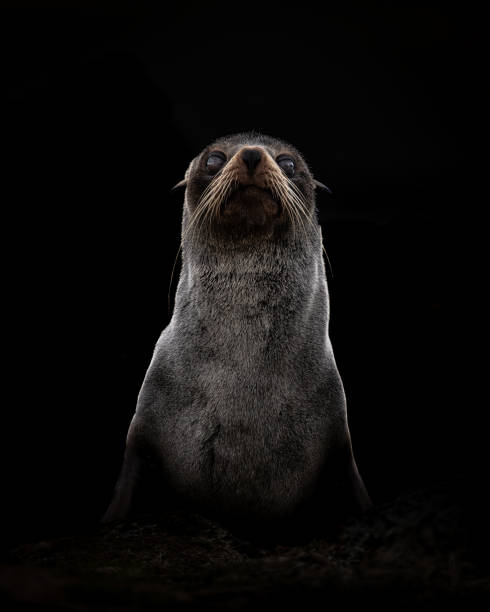 Black background fur seal pup close up shot