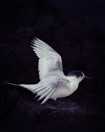 Black background white-fronted tern ruffling feathers