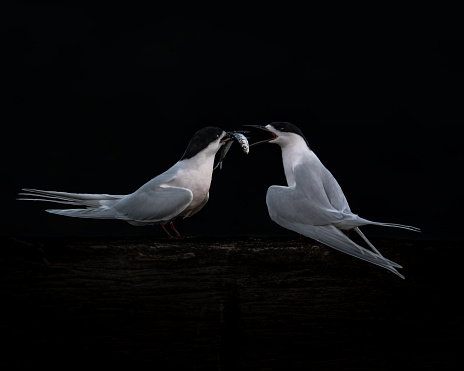 Black background white-fronted tern feeding fish to juvenile