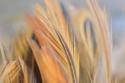 bird feather close up