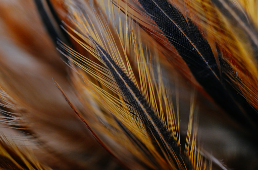 bird feather close up