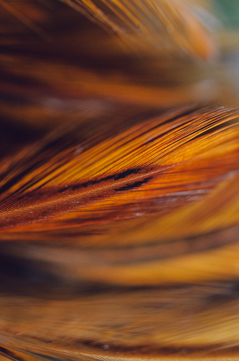 bird feather close up