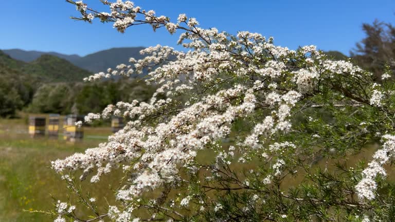 Kanuka (Kunzea ericoides) Teatree Bush with Beehives