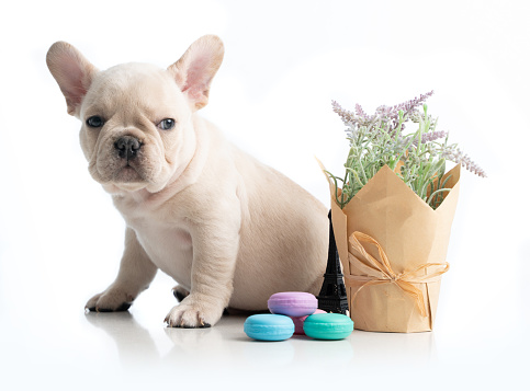 French Bulldog platinum cream Puppy with lavender flowers
