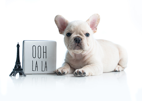 French Bulldog platinum cream Puppy