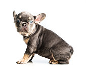 French bulldog puppy sitting