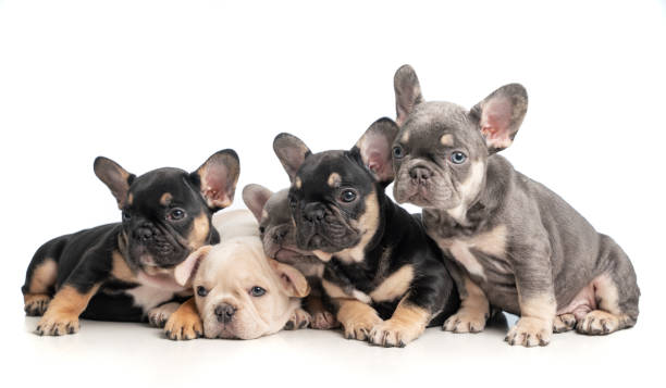 istock Five Tiny French Bulldog Puppies 1891236278