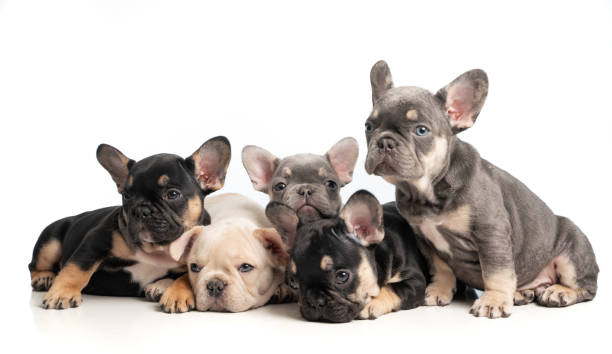 istock Cute Tiny French Bulldog Puppies 1891236282