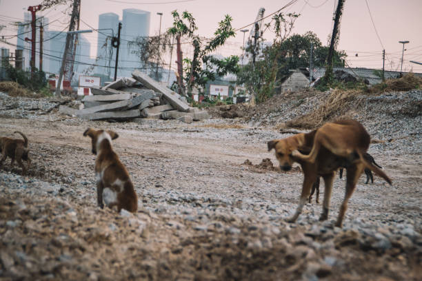 istock poor sick homeless dog 1891238859