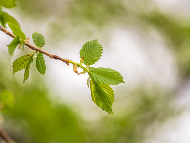 Ulmus minor or Elm tree in the suny day in spring. Elm is a deciduous and semi-deciduous tree comprising the flowering plant. A branch of the fruits of Elm Tree, Ulmus procera