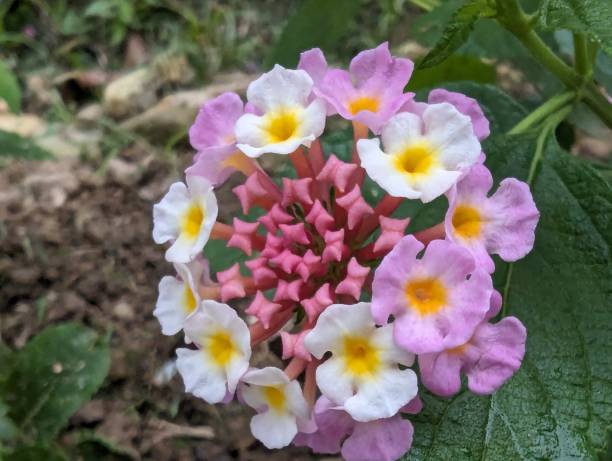 istock Little colorful flowers 1891241537