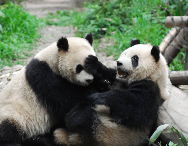 istock two giant panda playing outdoor in the zoo 1891241655