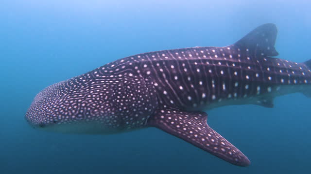 whale shark is a slow-moving undersea at maldives island