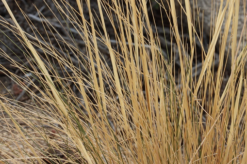 Desert Needle Grass, Stipa Speciosa, a native monoclinous perennial herb, withers in dormancy during cooler months until favorable conditions return, late Autumn in the Little San Bernardino Mountains, Southern Mojave Desert.