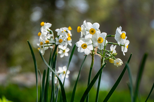 Spring flowering of forest wild daffodils. White and yellow Narcissus tazetta flowers close up on a blurred background