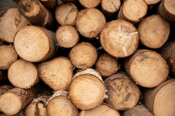 istock Timber industry: a stack of freshly cut pine trees in cross section.  Natural tree background 1891293886