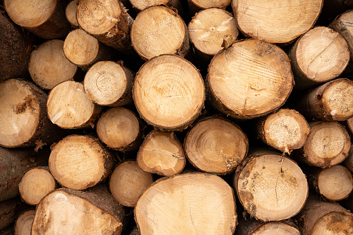 Timber industry: a stack of freshly cut pine trees in cross section.  Natural tree background
