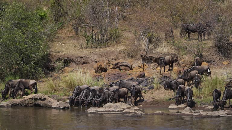 Wildebeest drinking water from the Mara river before crossing it