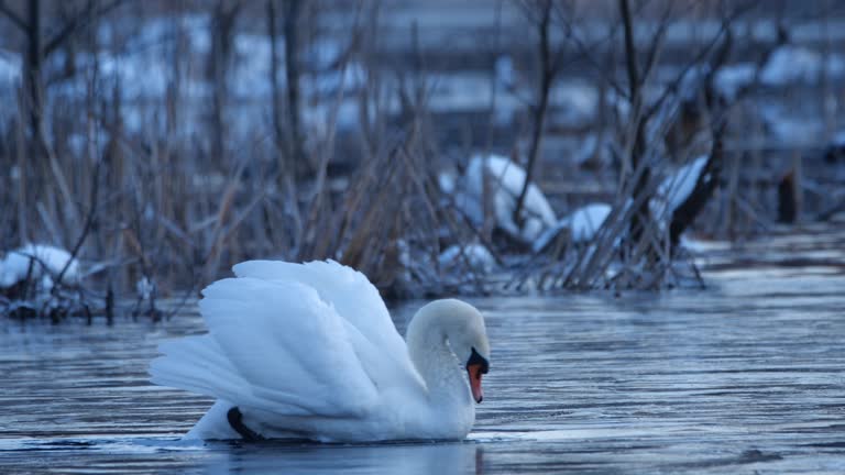 Mute swan vs ice