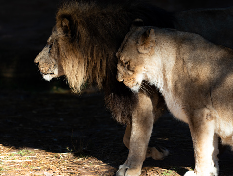 Lions in shadows