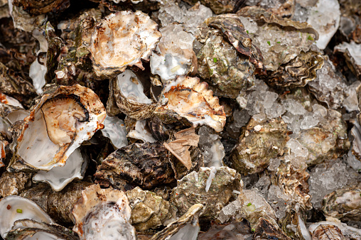 Discarded shucked oyster shells