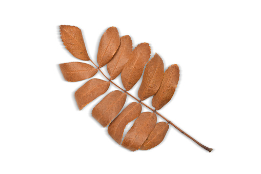 Brown Rowanberry Mountain Ash Leaves Isolated on a White Background with Clipping Path