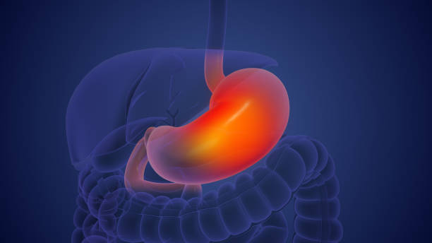 istock Human stomach anotomy medical concept 1891400083