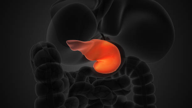 istock Human pancreas anatomy medical background 1891407986