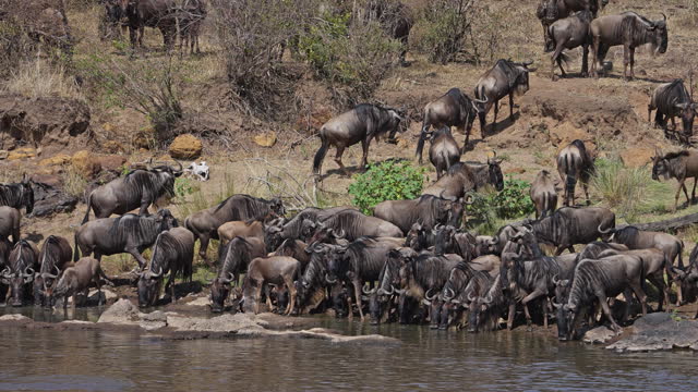 Wildebeest drinking water from the Mara river before crossing it